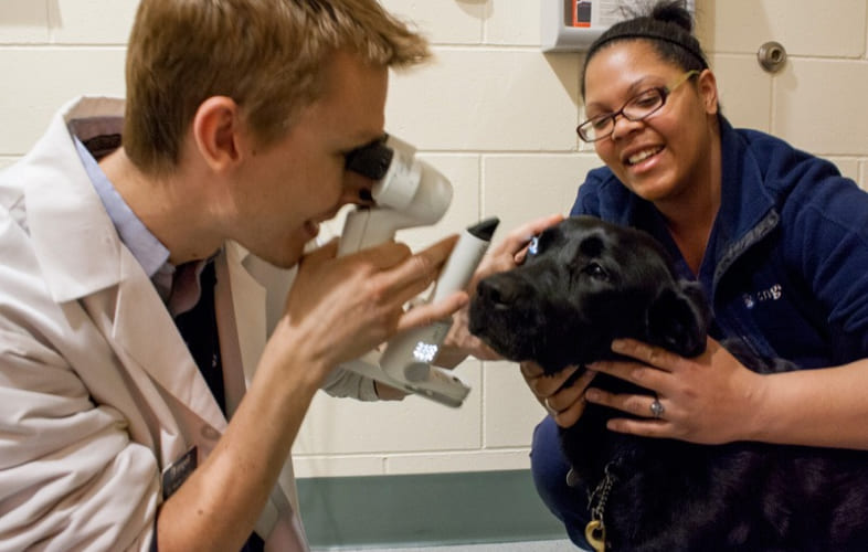 8417What Is a Veterinary Ophthalmologist?