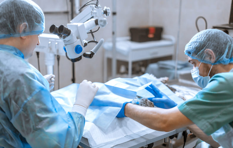 8147What is TPLO Surgery?