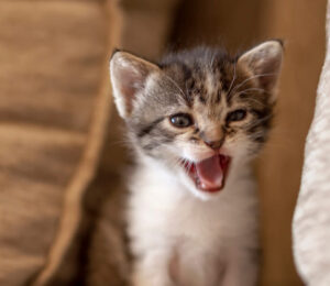 why-is-my-cat-meowing-so-much