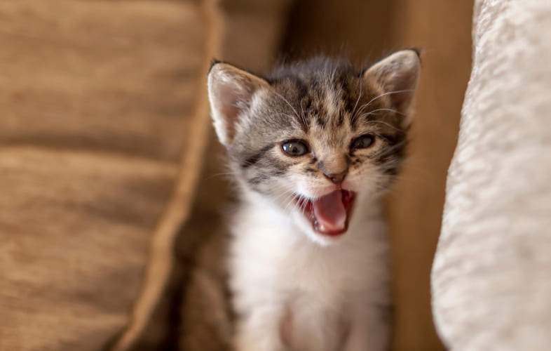 7910Why is My Cat Meowing So Much?