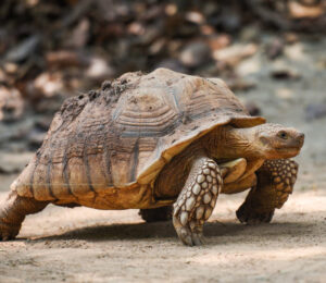 about-turtles