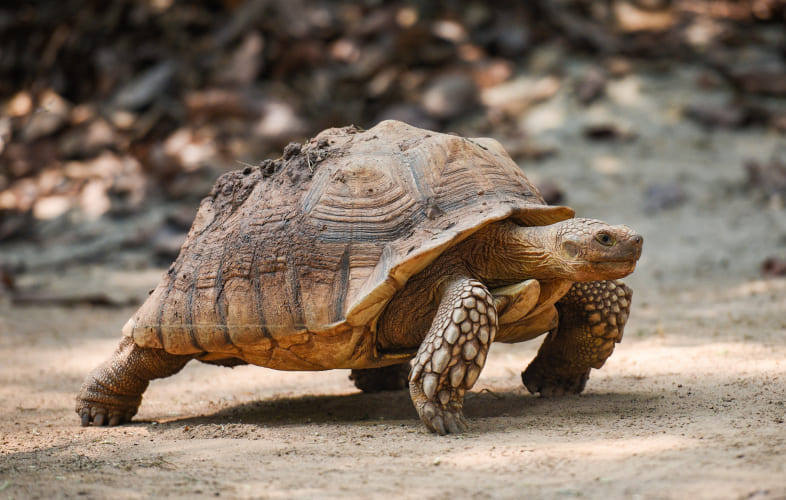 10122About Turtles