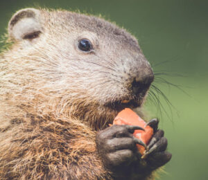 about-woodchucks