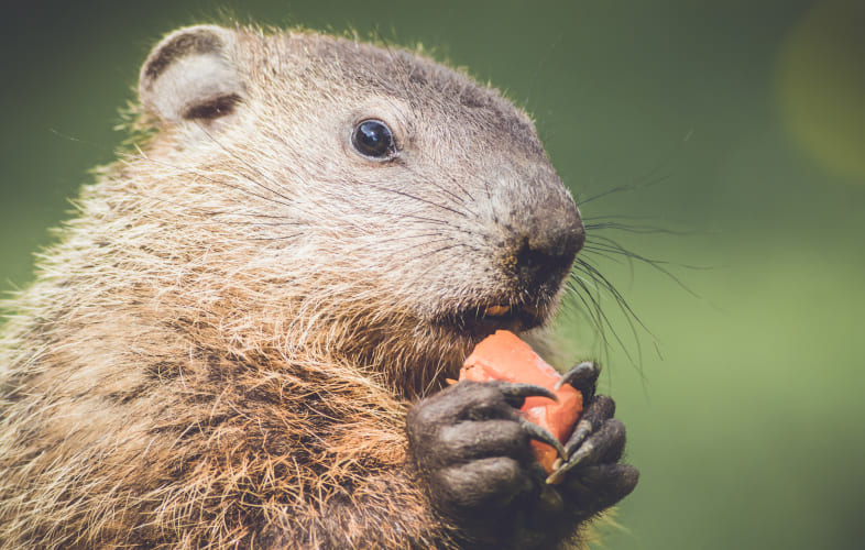 10129About Woodchucks