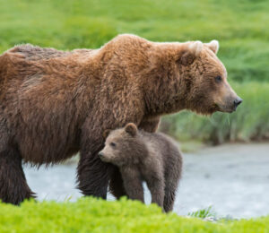 bear-baiting-and-bear-hounding