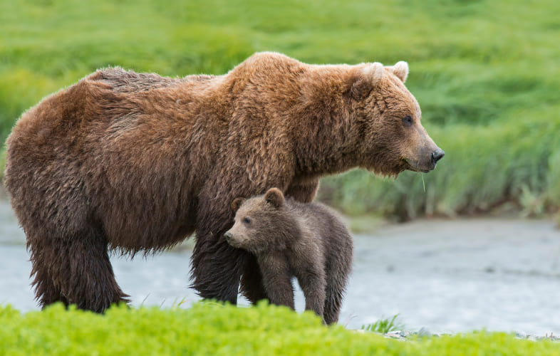 10335Bear Baiting and Bear Hounding