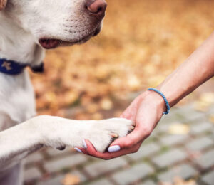 2008-banning-renting-of-pets