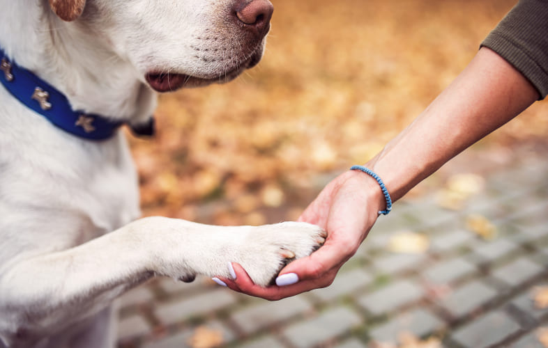 103332008 – Banning Renting of Pets