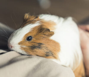 city-of-boston-ordinance-on-pet-shop-and-roadside-sales