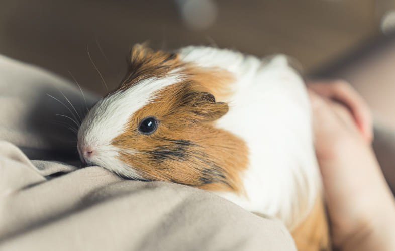 10350City of Boston Ordinance on Pet Shop and Roadside Sales