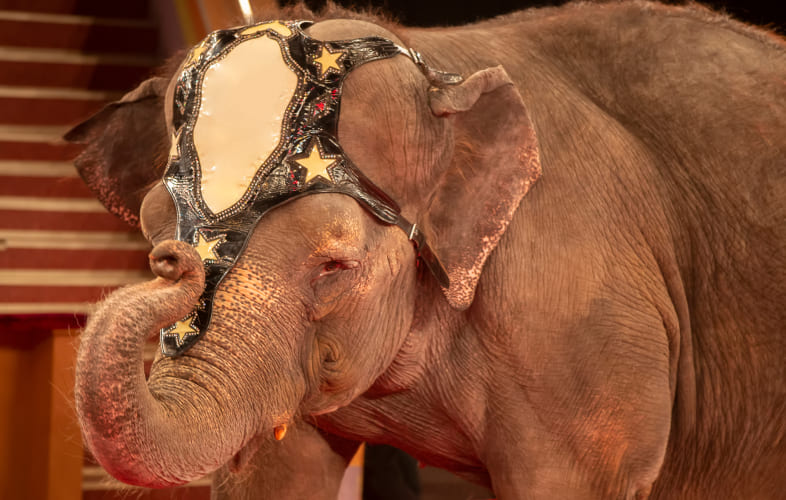 103522024 – Elephants, Big Cats, Primates, Giraffes and Bears in Traveling Shows
