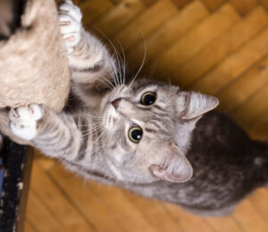 2024-an-act-prohibiting-inhumane-feline-declawing
