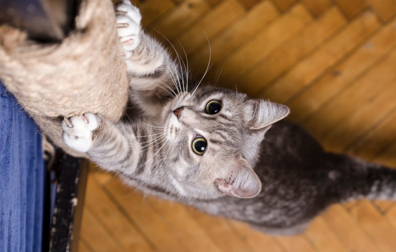 104182024 – An Act Prohibiting Inhumane Feline Declawing