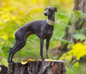 2008-greyhound-protection-act