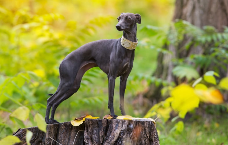 104212008 – Greyhound Protection Act