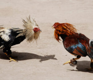 2008-increased-penalties-for-spectators-at-animal-fights