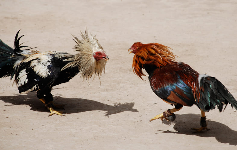 104232008 – Increased Penalties for Spectators at Animal Fights