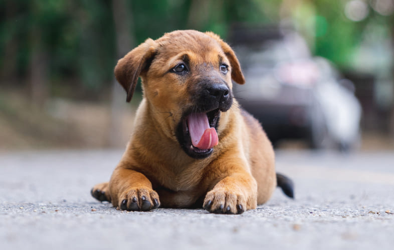 104302012 – Animal Control