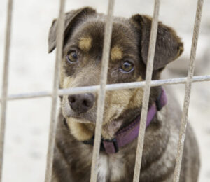 2014-paws-animal-cruelty