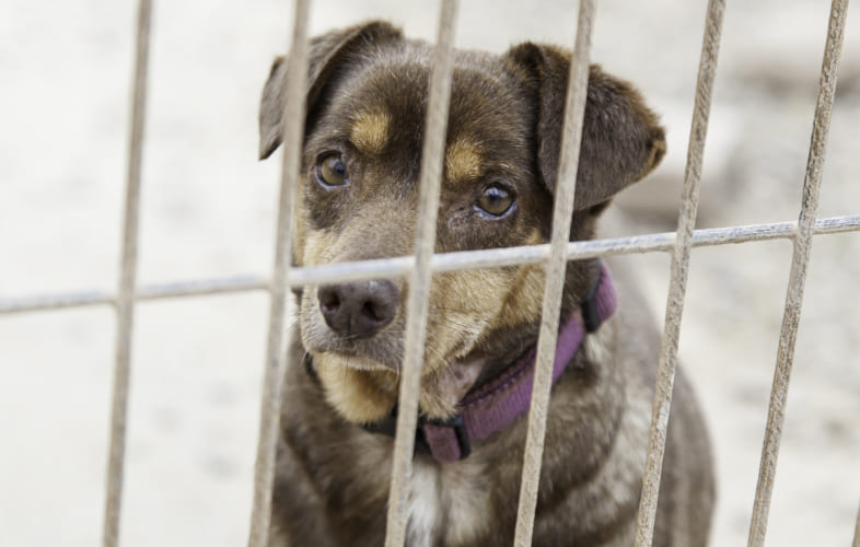 104432014 – PAWS, Animal Cruelty