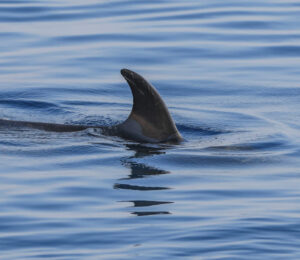 2014-shark-finning