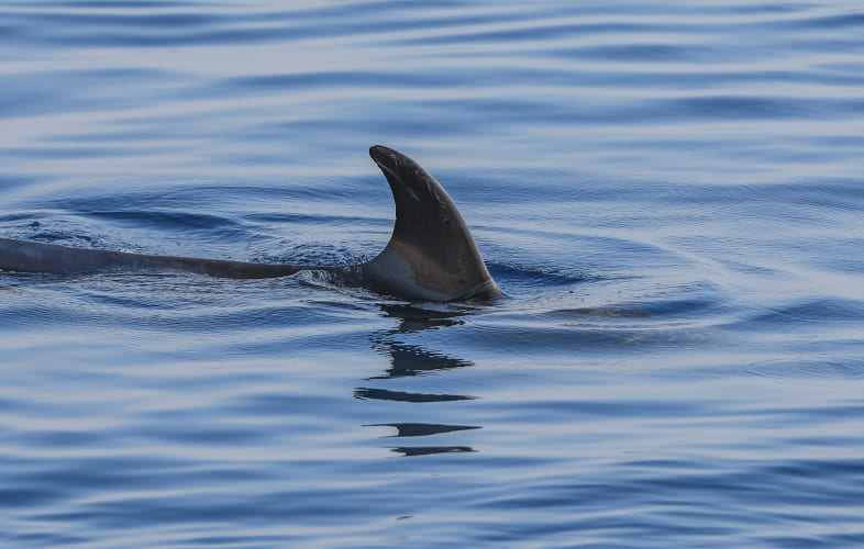 104502014 – Shark Finning