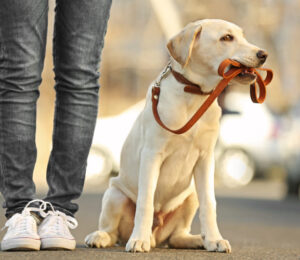 2016-hot-cars-and-dog-tethering