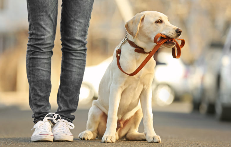 104612016 – Hot Cars and Dog Tethering