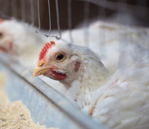 prevention-of-farm-animal-cruelty-ballot-measure