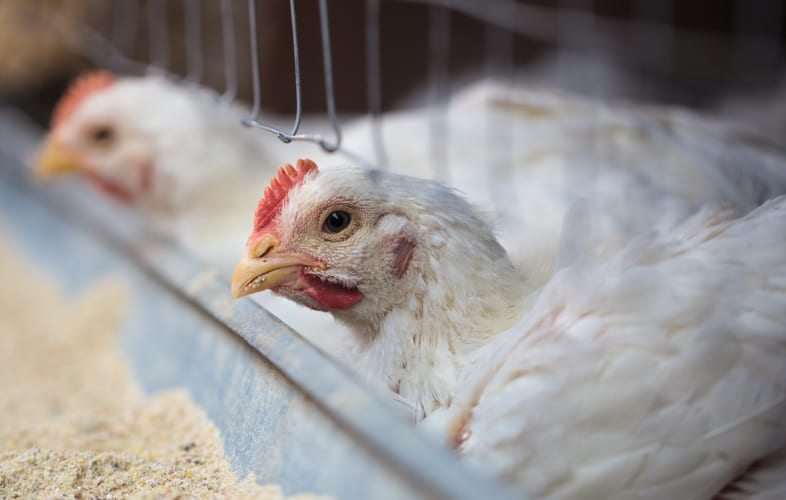 10468Prevention of Farm Animal Cruelty Ballot Measure