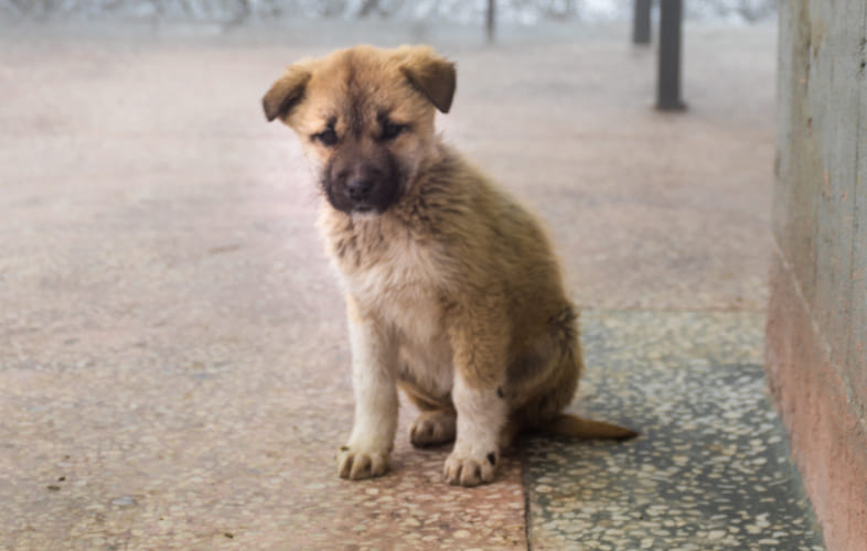 104762018 – PAWS II, Animal Cruelty