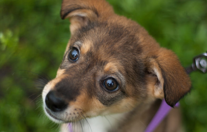 104872022 – An Act Protecting Research Animals