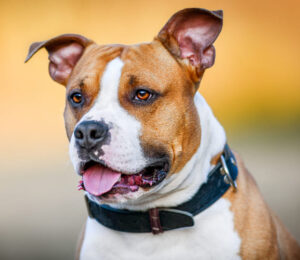 2024-living-with-animals-and-human-service-agencies