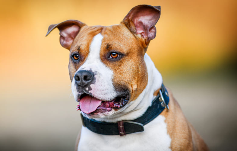 105062024 – Living with Animals and Human Service Agencies