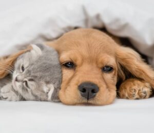 2024-sale-of-puppies-and-kittens-and-roadside-sales