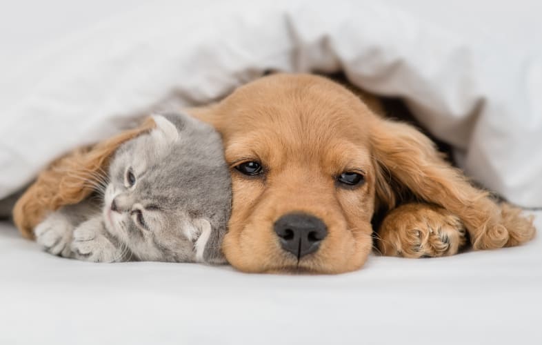 105092024 – Sale of Puppies and Kittens and Roadside Sales