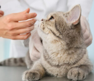 massachusetts-animal-fund