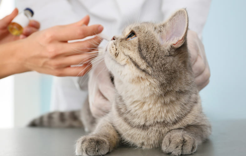 10518Massachusetts Animal Fund