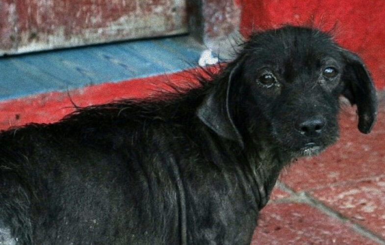 104552016 – Animals in Cruelty Cases