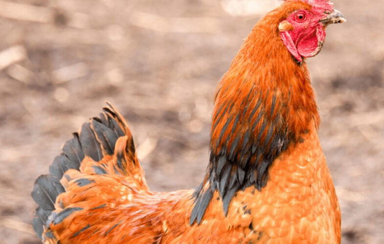 104832021 – Upgrades to Hen Welfare Standards