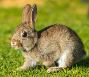 about-rabbits