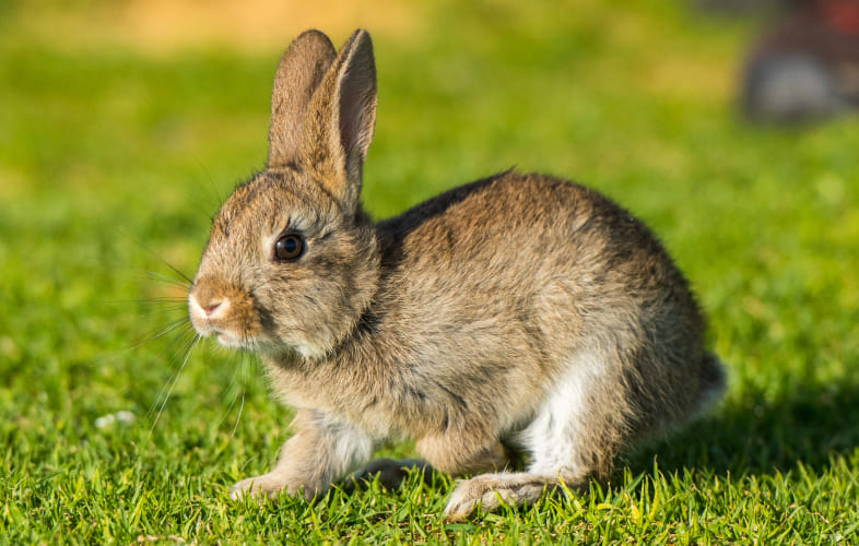 10055About Rabbits