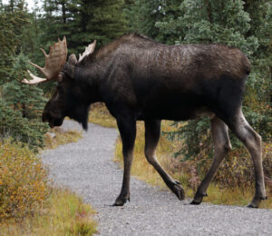about-moose