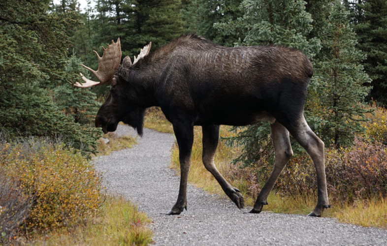 10057About Moose