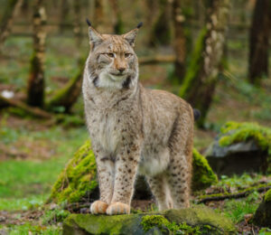 about-bobcats