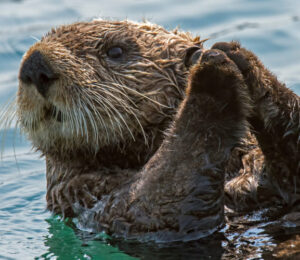 about-river-otters