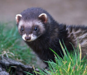 what-animal-is-it