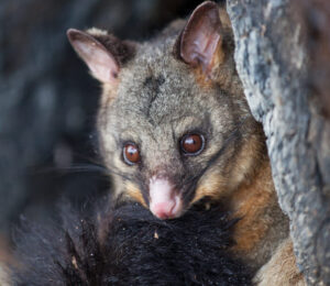 about-opossums