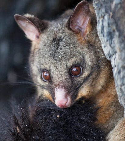 about-opossums