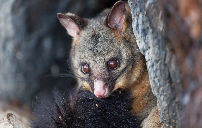 10071About Opossums
